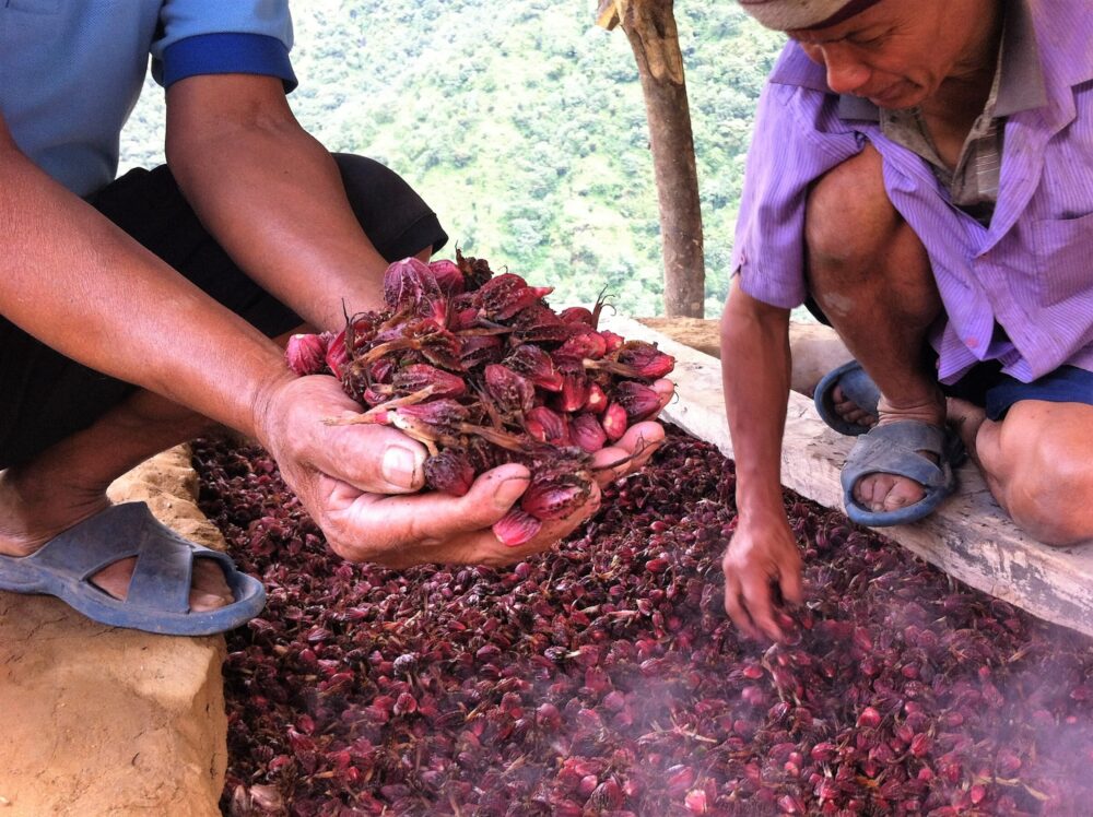 Nepal, In Gewürzen steckt Zukunft